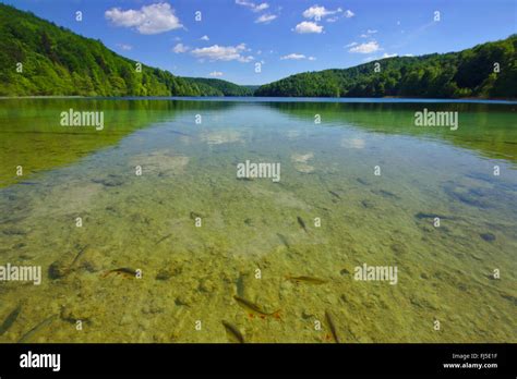 Fishes In Clear Water Plitvice Lakes Croatia Plitvice Lakes National