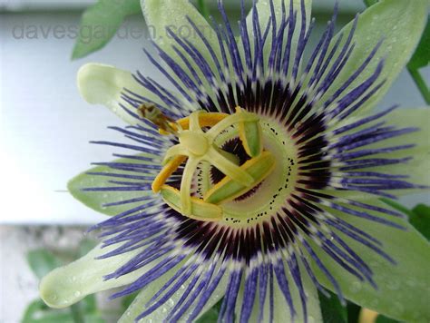 Plantfiles Pictures Passiflora Species Blue Passion Flower Hardy