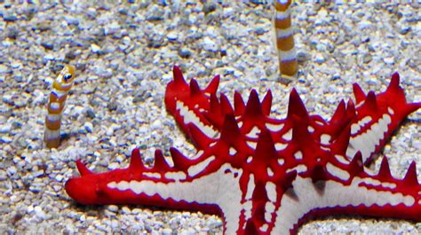Red Knob Sea Star Similar But Different In The Animal Kingdom