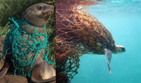 How Marine Debris Is Impacting Marine Animals And What You