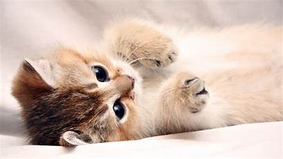 Cat Funny Wide Kitty Background Cats Kitten