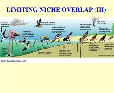 Ppt Biology 403 Principles Of Ecology Niche And Species Species