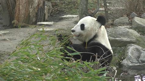 Zoo Vídeň Vienna Wien Austria Schönbrunn With Pandas 4k Uhd Video Youtube