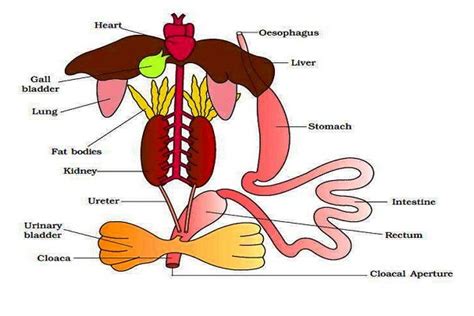 Stomach Structure Anatomy And Physiology