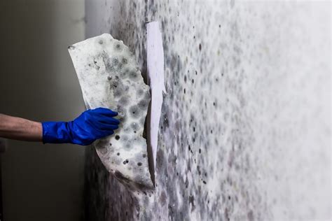 5 Mistakes To Avoid During Mold Removal Serclean Inc Richmond Hill