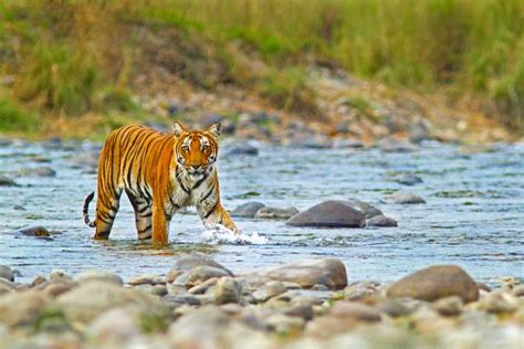 Jim Corbett National Park In India Five Zones Safari