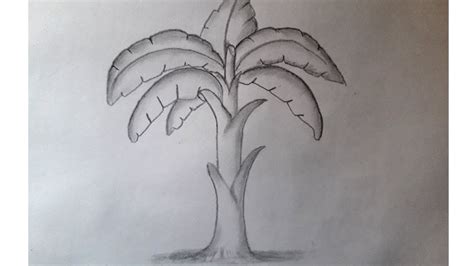 Pencil Drawing Banana Tree