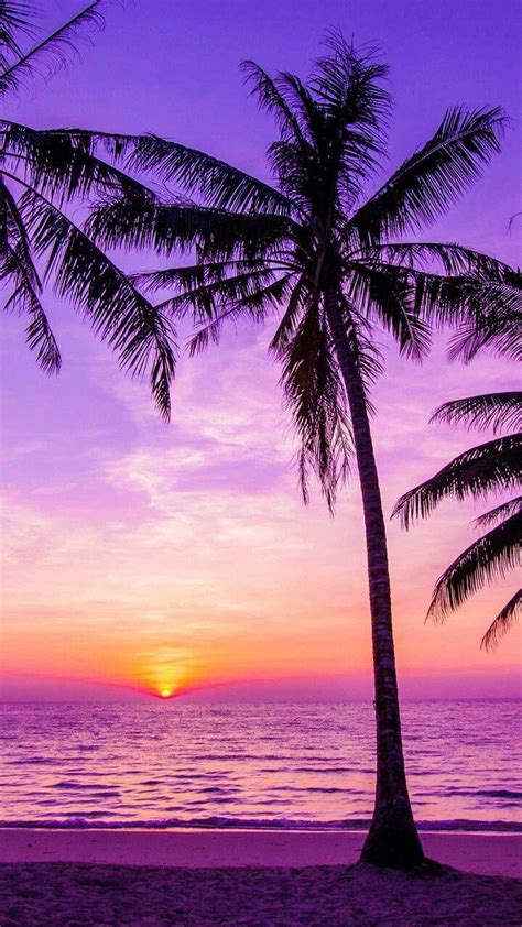 Palm Tree Sunset Wallpapers Top Free Palm Tree Sunset Backgrounds