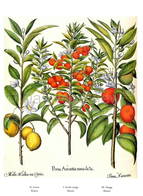 Orange And Citron Citrus Fruit Plants Botanical Poster Print From