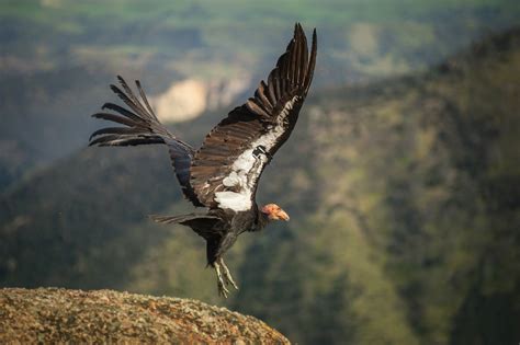California Condor Overview And Identification