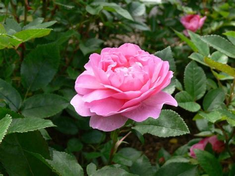 Pink Roses History Types And Meanings Florgeous