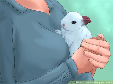 How to care for baby mynah birds. How to Care for a Baby Wild Rabbit (with Pictures) - wikiHow