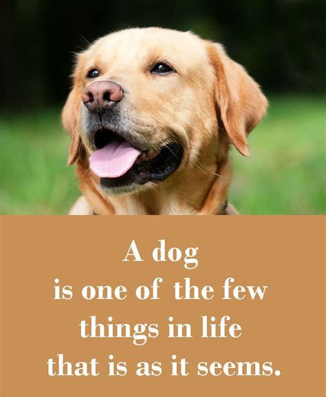 42 Dog Sayings Which Will Touch Your Heart