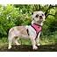 Daisy – 6 Year Old Female Shih Tzu Dog For Adoption