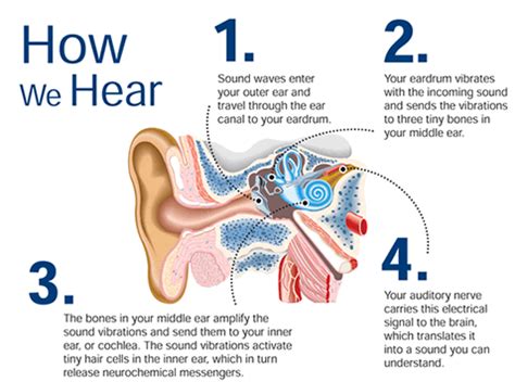 Facts About The Eardrum