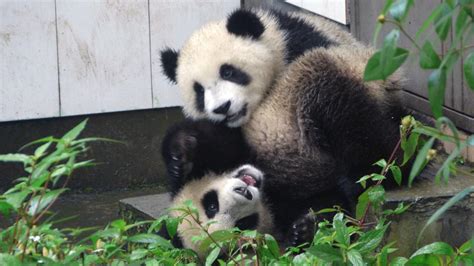 Smithsonian National Zoo Panda Cam Youtube