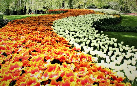 Amsterdam jest miastem, w którym sezon turystyczny trwa okrągły rok. Zdjęcia: Ogrody Keukenhof , Amsterdam, Grządka, HOLANDIA