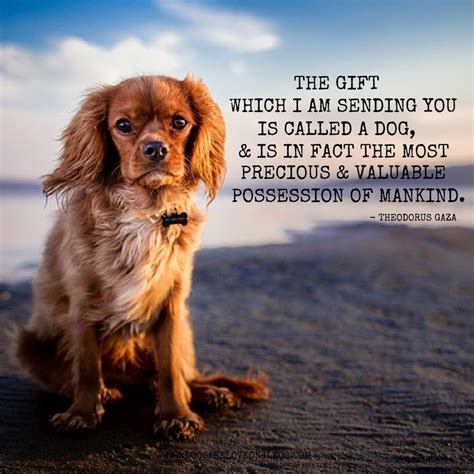 10 Greatest Dog Quotes That Prove A Dog Is The Best T
