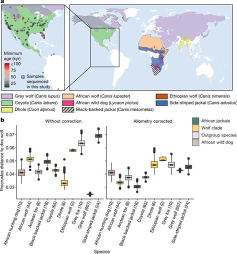 Map Of Dire Wolf Remains And Morphological Differentiation With