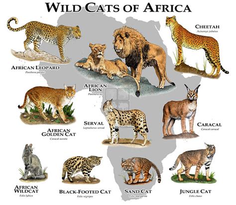 List Of Ten Wild Cat Species Of Africa Cats For Africa