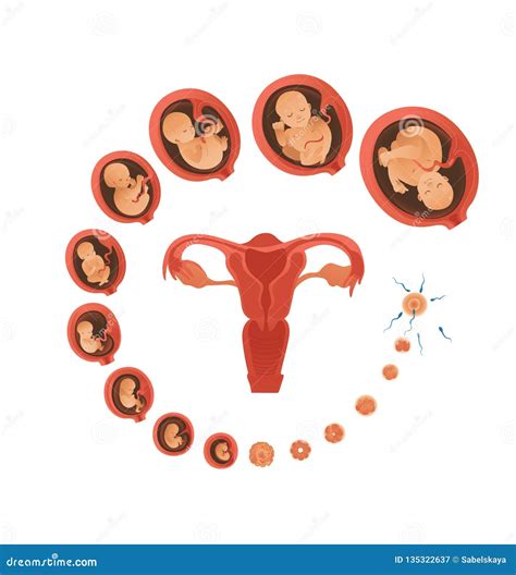 Etapas Del Desarrollo Embrionario Iconos Vector Plano Infografia Images