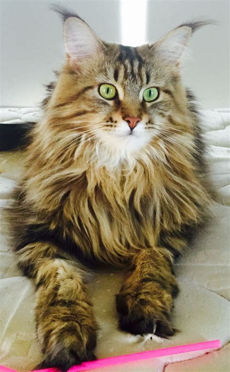 The shaggy hair, pointed ears, and although it is an american cat breed, there are plenty of maine coon breeders worldwide. Pin on Maine Coon Cats