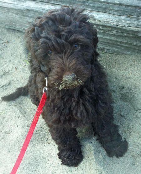 Life is like a box of chocolates. Chocolate brown miniature labradoodle > So adorable ...