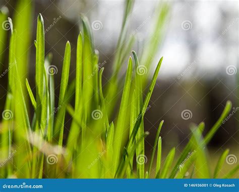 Macro Spring Green Nature Grass Stock Image Image Of Fresh Garden