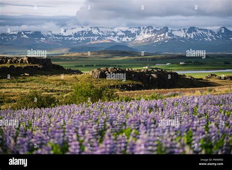 Icelandic Landscape With Flowers Flowering Fields Of Lupine In Iceland
