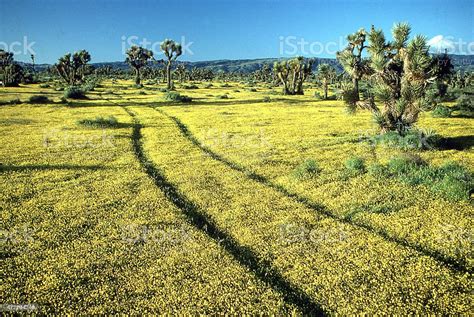 High Mojave Desert Joshua Trees Yellow Wildflowers Tracks Palmdale