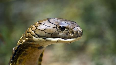 King Cobra Habitat Diet And Reproduction Reptile Park
