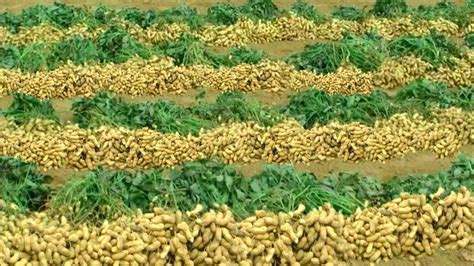 Peanuts Farming Mungfali Ki Kheti A To Z Groundnut Farmingमूंगफली