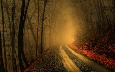 Free Download Foggy Road In Dark Forest Hd Wallpapers 1920x1200 For