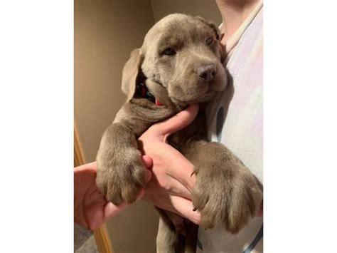 Find your next best friend and family member here at ridge creek. 8 weeks old purebred Silver Lab puppies in Kalamazoo, Michigan - Puppies for Sale Near Me