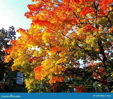 Autumn Maple Trees In Fall City Park Stock Photo Image Of Beauty