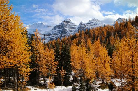 Larch Trees Make For A Spectacular Scene This Weekend High