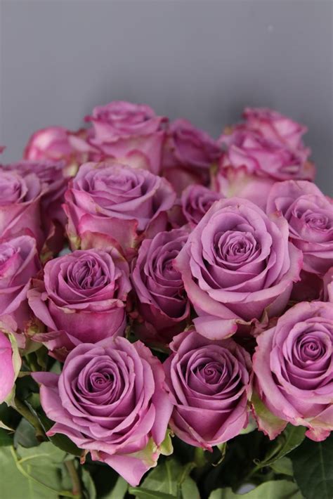 Rosas Lila 🥇 Variedades De Rosas Color Lila Para Ramos