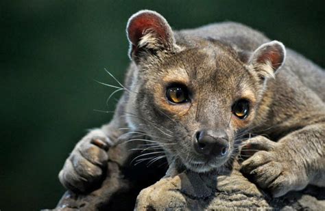 The Mysterious Fossa Of Madagascar Fun Animals Wiki