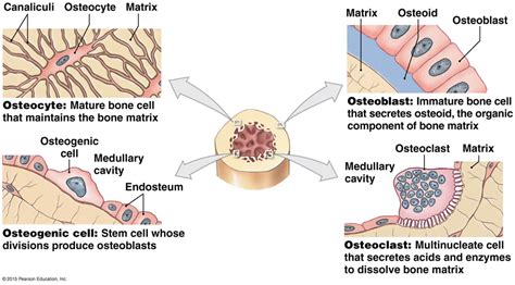 The Four Types Of Bone Cells Types Of Bones Labeling Activities