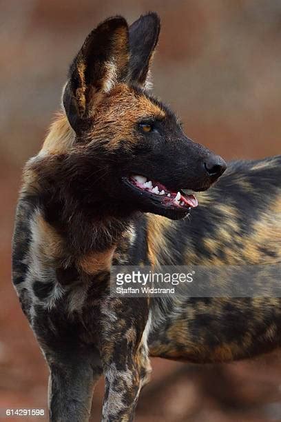 African Hunting Dog Photos And Premium High Res Pictures Getty Images