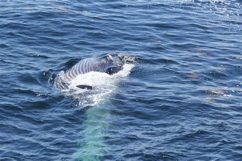 Sei Whale Whale Sense