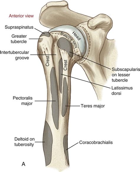 Structure And Function Of The Shoulder Complex Musculoskeletal Key
