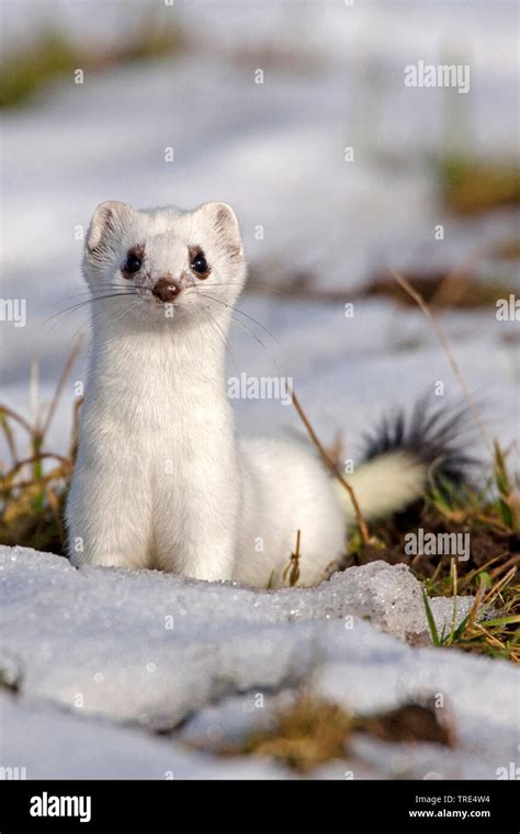 Ermine Stoat Short Tailed Weasel Mustela Erminea In Winter Fur In