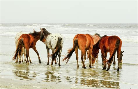 Cumberland Island Wild Horses 3 Photograph By Patricia Wilkins Pixels