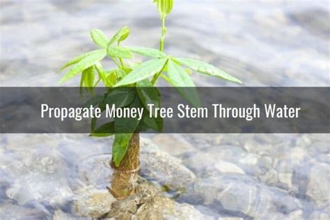 Repotting your money tree is only necessary if you want your tree to grow larger. Money Tree Propagation and Repotting: All You Need to Know - Ready To DIY