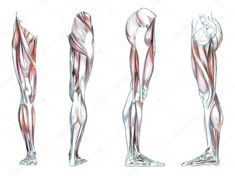 Muscles Of Leg — Stock Photo © Psartdesignstudio 123525364