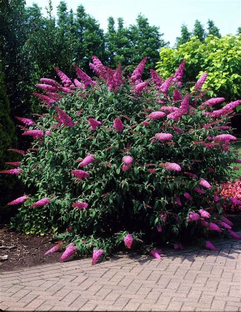 Butterfly Bush Pink Delight Buddleja Davidii Pink