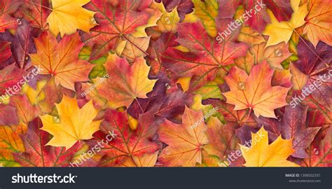 Autumn High Resolution Images Stock Photos Vectors Shutterstock