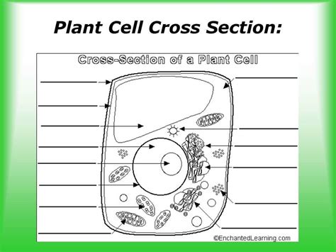 Plant Cell Diagram Quiz