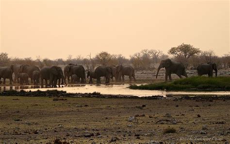 Interesting Facts About The African Elephant The Travelling Chilli